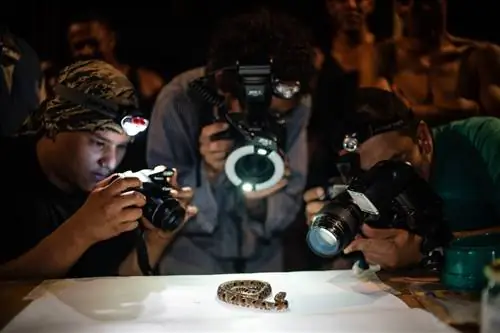 Ученые фотографируют «Xenodon rabdocephalus», или «ложное копье», ядовитую змею с задними клыками.