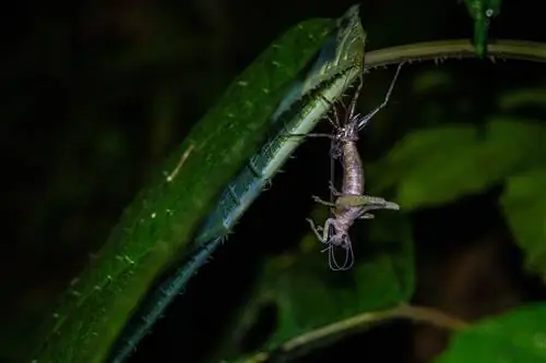 Ученые поймали этого сверчка из семейства Tettigoniidae в период линьки.