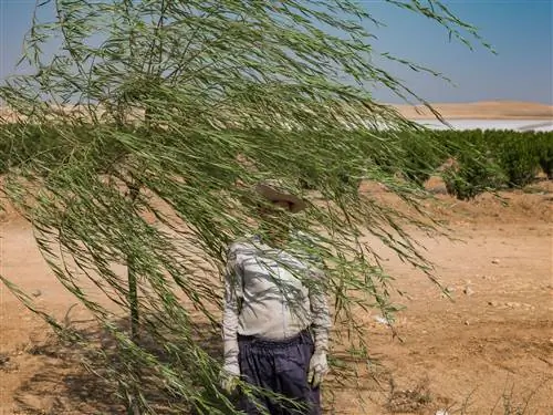 Реза Манафзаде работает на ферме по выращиванию фруктовых деревьев на берегу соленого озера.