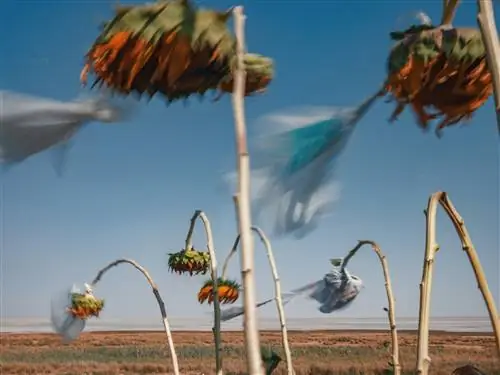 Поле подсолнухов, некоторые покрыты полиэтиленовыми пакетами, защищающими их от соли и пыли.