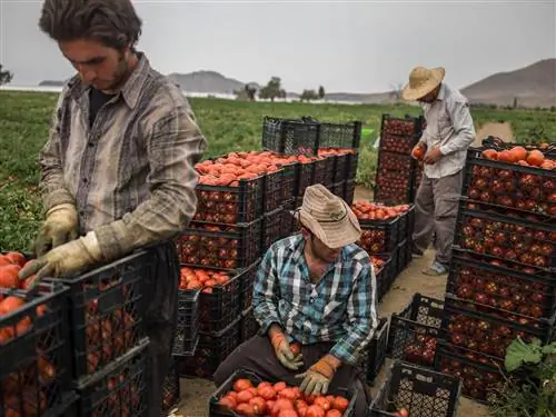 Сбор помидоров возле села Калкачи, провинция Западный Азербайджан, Иран. Помидоры используются для приготовления густых