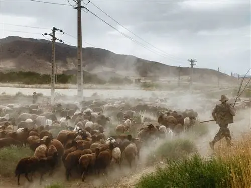 Стадо овец у озера Урмия.