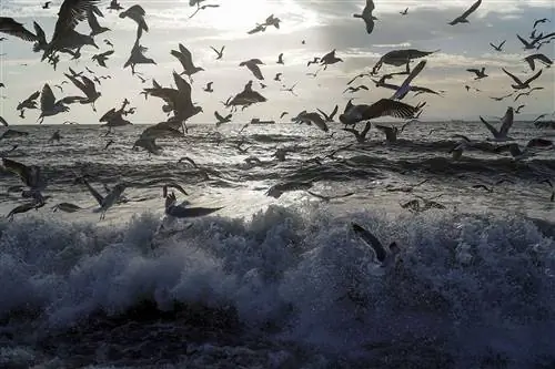 Чайки уворачиваются от волн на берегу Мраморного моря. Будет ли новый канал