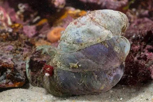 Группа из трех брачных блюдечек-туфель, у самцов которых пенисы такой же длины, как и их тела.