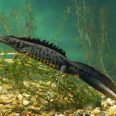 Это британское животное выращивает временного «могикана», чтобы произвести впечатление на самок