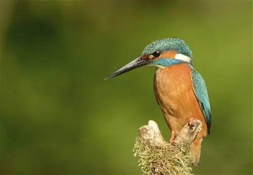 Зимородок на окуне