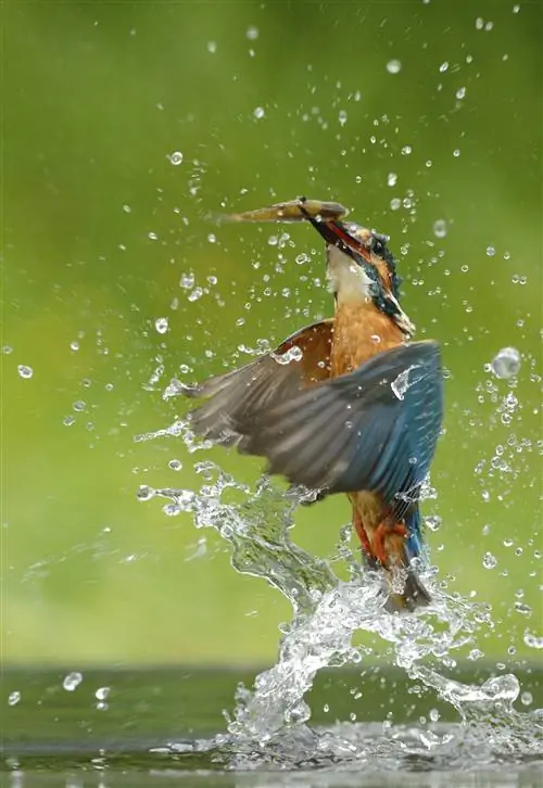 Птица-зимородок в полете с мелкой рыбой в клюве.