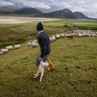 Картинки: Что станет с шотландскими маврами?