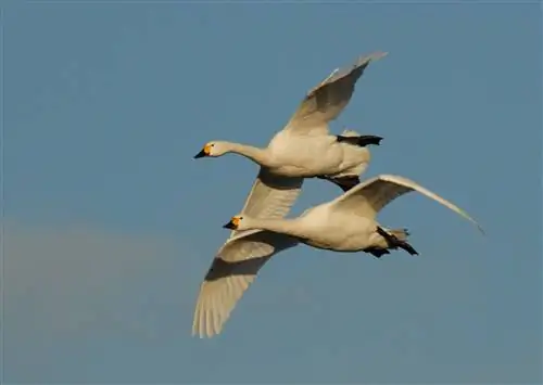 Лебеди Бьюика летят над Слимбриджем, Глостершир.