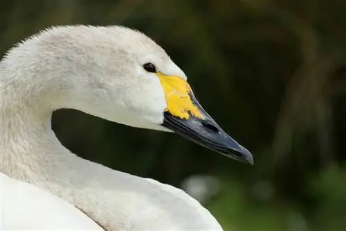 Этот лебедь Бьюика прилетел в Лондонский центр водно-болотных угодий.