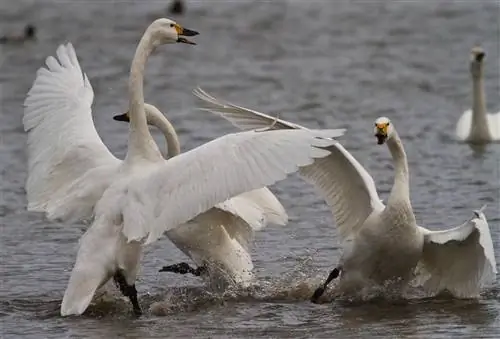 Лебеди Бьюика проявляют агрессивное поведение в WWT Slimbridge, Глостершир.