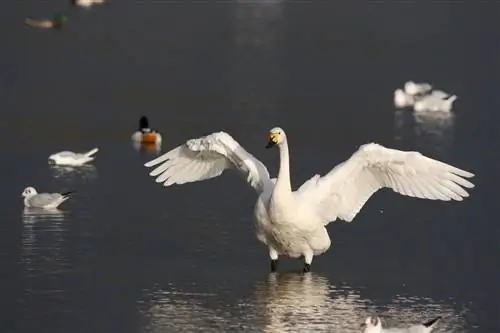 Лебедь Бьюика расправляет крылья после утомительного перелета в 4000 миль обратно в Великобританию из