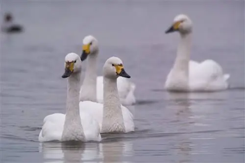 Лебеди Бьюика благополучно вернулись домой на зиму.