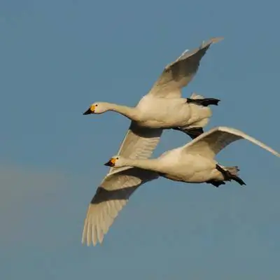 Эпический перелет лебедей на 4000 миль на зимовку в Великобритании