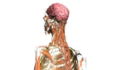 Анатомия Google