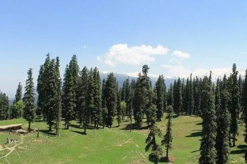 вечнозеленый