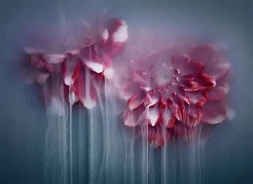 Роберт Пик делает завораживающе красивые фотографии цветов