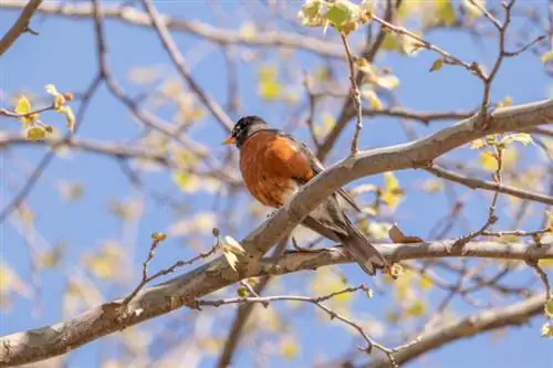 панасоник люмикс s5