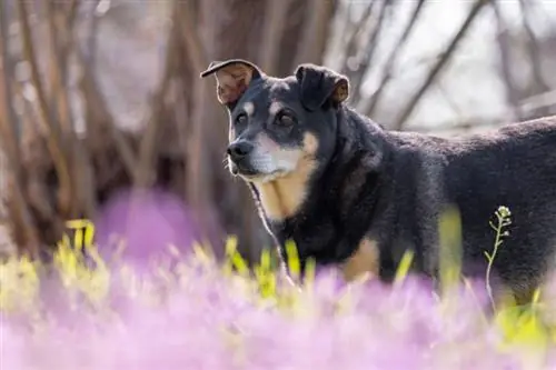 панасоник люмикс s5