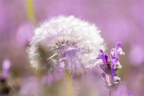 панасоник люмикс s5