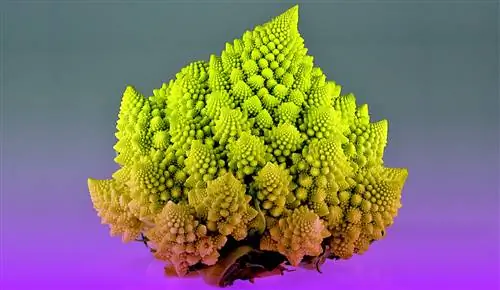 Исследователи раскрыли секрет «фрактального» развития капусты романеско