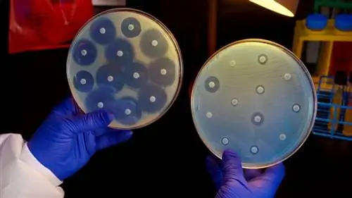 Новое исследование предполагает, что жизнь может распространяться за пределы наблюдаемой Вселенной