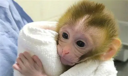 Почему некоторые люди признаются в преступлениях, которых они не совершали?