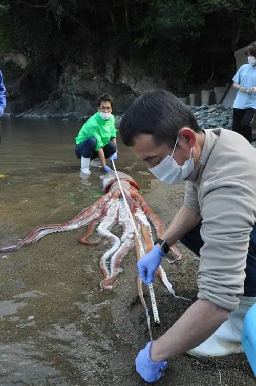 Исследователи обнаружили биофлуоресценцию утконоса