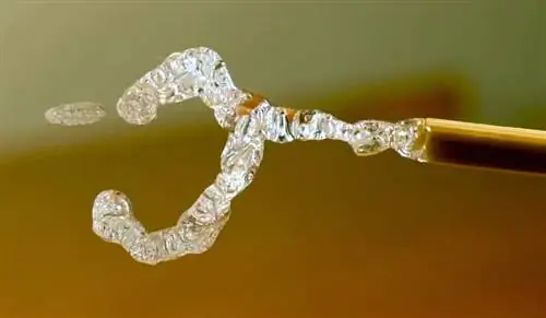 Открытие нового вида цветка, застрявшего в янтаре 100 миллионов лет назад