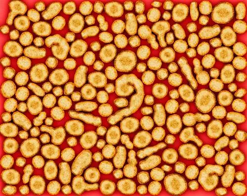 Вирус гриппа