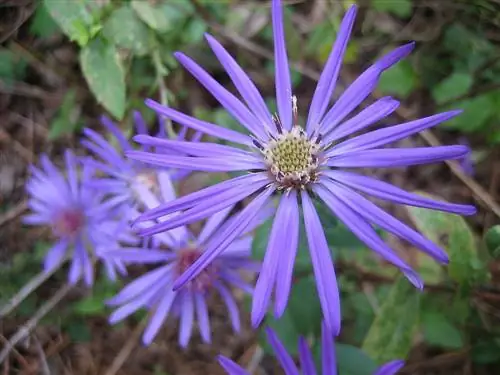 Symphyotrichum_georgianum, _Georgia_aster, _earlier_bloom-j.webp