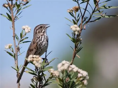 Самец певчего воробья поет на дереве
