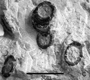20110520083201baby-ichthyosaur-verts-300x269-j.webp 20110520083201baby-ichthyosaur-verts-300x269-j.webp