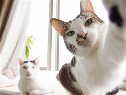 кошачья лапа