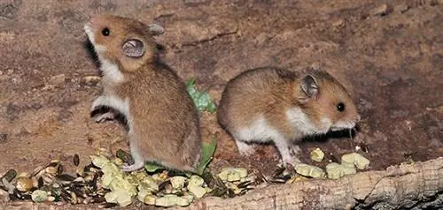 сирийские хомяки сирийские хомяки