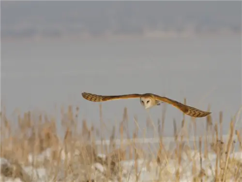 Сова в полете над полем зимой