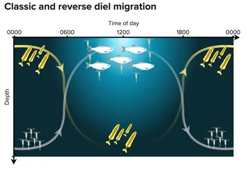График миграции Diel