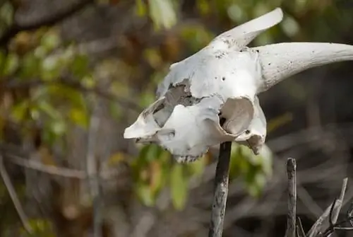 Осторожно, козлы.