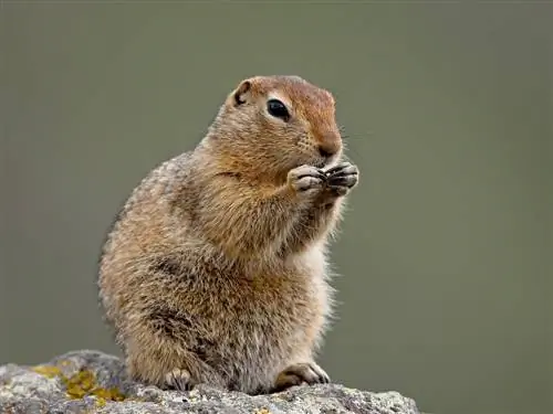 арктический суслик