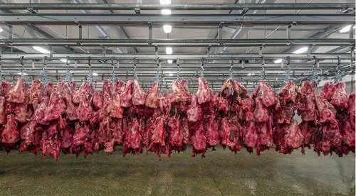 Головы коров на мясоперерабатывающем заводе. Фото: Oliver Heinl/Yes/Novarc/Corbis