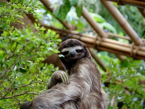 1280px-SlothDWA-j.webp 1280px-SlothDWA-j.webp