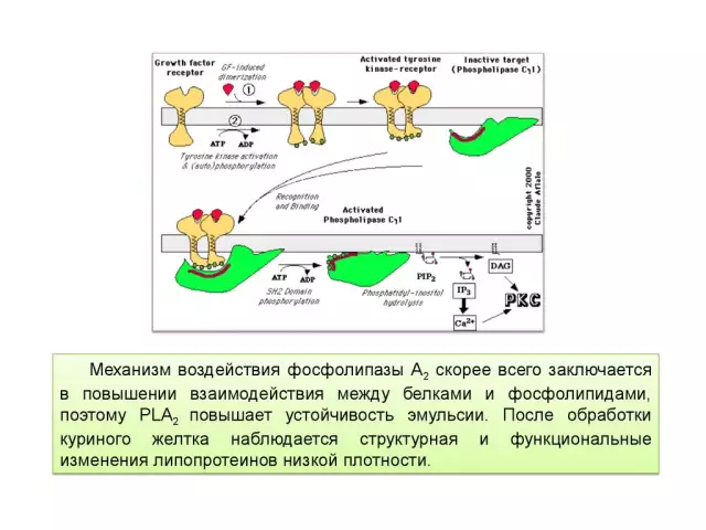 Биотехнологии и медицина: новые горизонты лечения