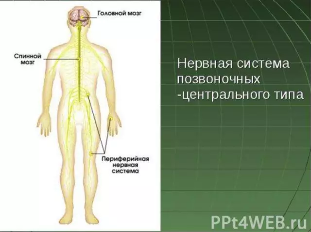 Координация и защита распределения сборных шин