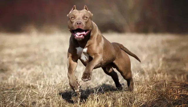 Ubisoft привезет «Дитя света», «Сторожевых собак» и многое другое на PAX East Ubisoft привезет «Дитя света», «Сторожевых собак» и многое другое на PAX East