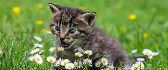 Пять чатов на основе Twitter, чтобы заполнить вашу неделю