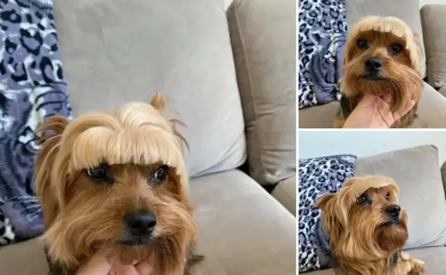 Запутанные магнитные поля питают космические ускорители частиц: новый способ объяснить, как струи плазмы черной дыры разгоняют частицы до самых высоких энергий, наблюдаемых во Вселенной