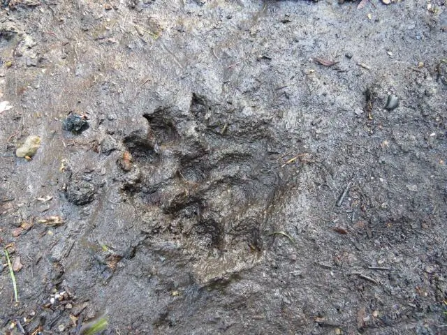 По следам белков: ученые электрохимически обнаруживают связывание белков с полупроводниками