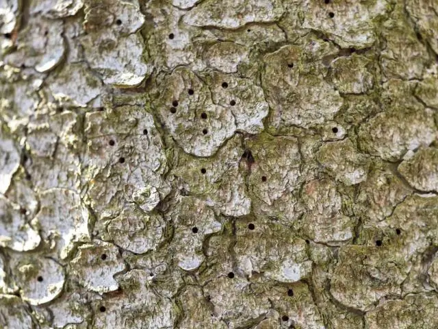 Эксперты по кибербезопасности обнаруживают упущения в исправлении ошибки Heartbleed