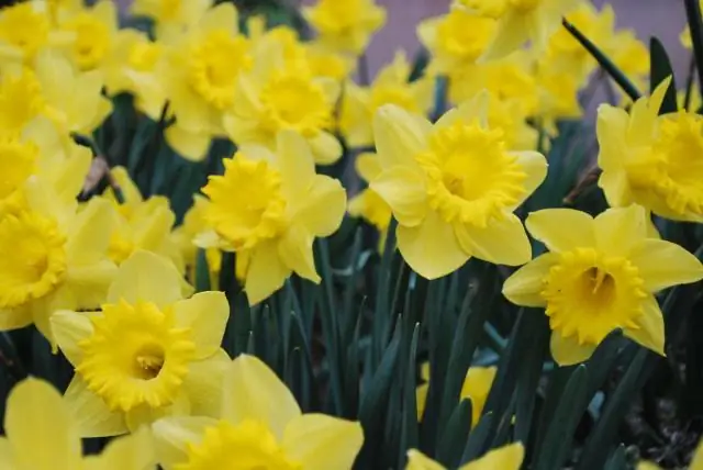 Новые нити ДНК в 100 раз более чувствительны, чем другие биосенсоры