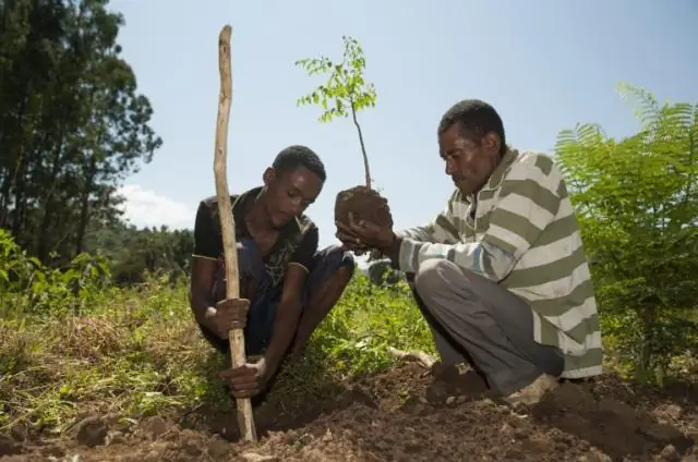 Семя, которое может принести чистую воду миллионам